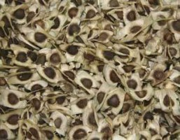 Moringa Seeds for Wholesale