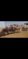 Livestock live animals