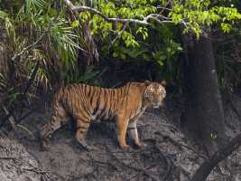 Sundarbans Tour Bangladesh