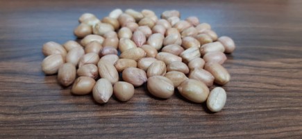 Premium Indian Origin Peanut - Wholesale Supplier