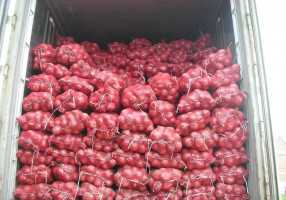 Fruits and vegetables from Pakistan (Onion)