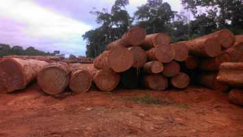 AZOBE (EKKI) ROUND LOGS FROM CAMEROON.  100% DLC PAID AT LOADING PORT