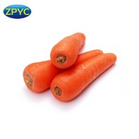 ZPYC Red Chinese Fresh Carrot - Premium Quality Wholesale Supplier
