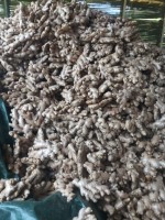 Premium Indian Fresh Ginger - Wholesale Rates, Export Quality