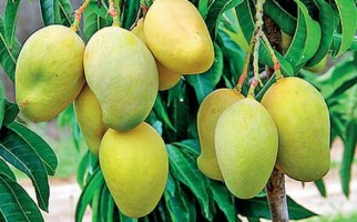Mangoes ( Mangifera Indica )