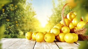 Lemons ( Citrus × limon )