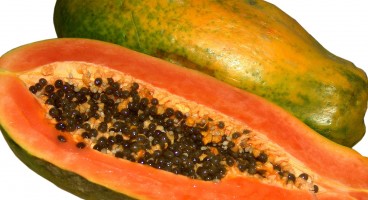 Papaya ( Carica Papaya )