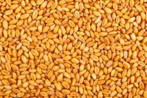 Wheat finest quality from india