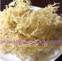 Dried sea moss / eucheuma cottonii seaweed