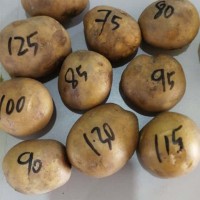 Potato and Potato Seeds