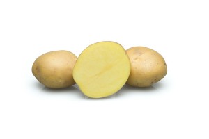 POTATO SEEDS by STET: Quality Seeds for Agriculture