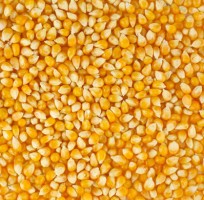 Yellow Maize/ Cattle Feed