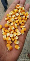 Maize for Cattle feed