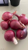 Premium Indian Red Onions - Wholesale Prices for Buyers