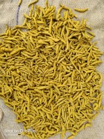 Premium Double Polish Turmeric Directly from India - Wholesale Supplier