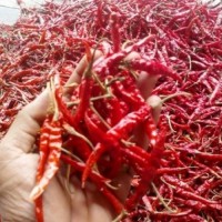 Dry Red chilli
