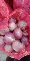 Onion Red Color