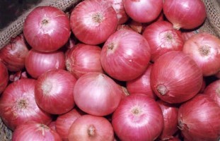 Nasik Onion - Premium Quality Red Onions from India