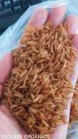 Premium Indian Brown Basmati Rice - Wholesale Supplier