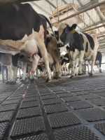 Comfortable Rubber Cow Mat for Dairy Farms - New Rising Rubber