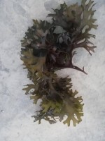 Irish moss / chondrus crispus / sea moss / from peru