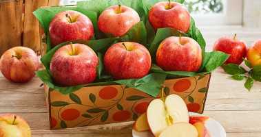 Fresh Apples from Hungary - Best Price and Quality Fruit Supplier