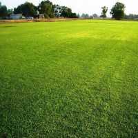 Natural Nilgiri Lawn Grass