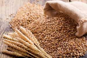 Wheat (Rajasthan)