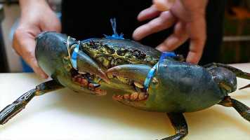 Premium Live Mud Crabs - Exquisite Seafood Delights