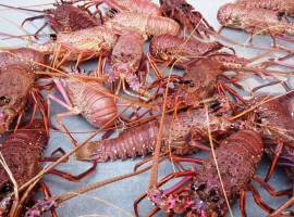 Premium Rock Lobsters - Supply from Malaysia