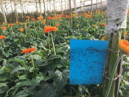 Blue Card Trap 10 Piece - Effective White Fly, Thrips, and Aphid Control
