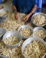 Cashew Nuts Wholesale - High Quality, Bulk Pricing