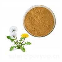 Health Supplement Natural Dandelion Extract , Dandelion Extract