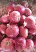 Nashik Onion - Premium Quality