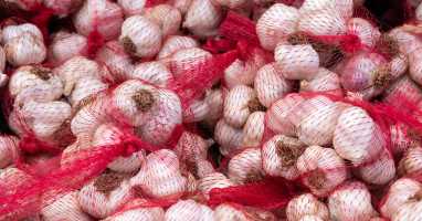 Dry Garlic Bulbs