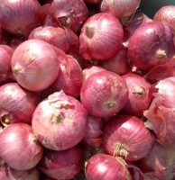 Premium Indian Red Onions - Wholesale Prices, Quality Guaranteed