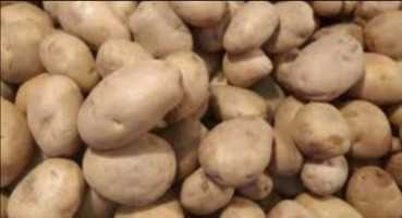 Premium Bangladeshi Potato - High-Quality Wholesale Supply (বিক্রমপুরের আলু)