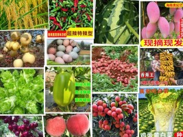 High-Quality Sugar, Rice, Flour, Oil, Fruits, and Vegetables from China