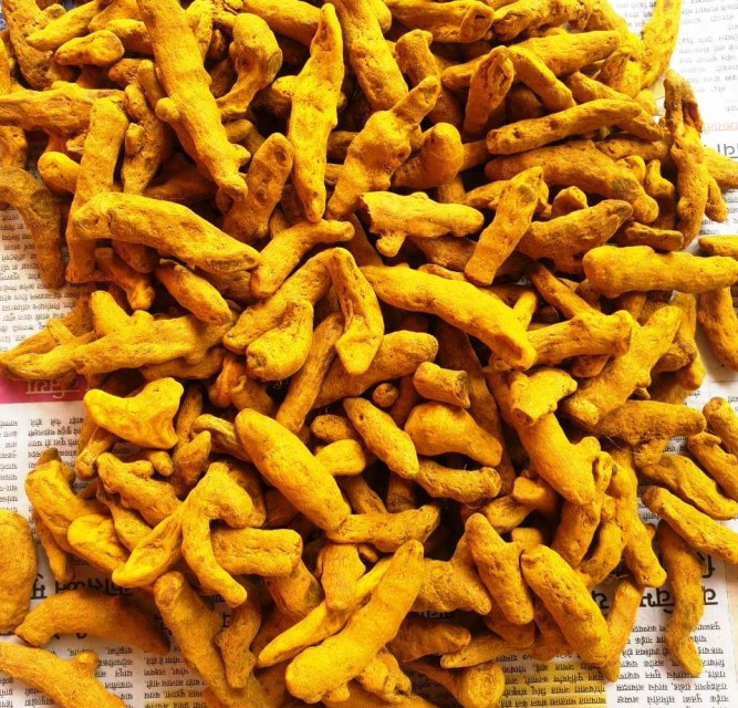 Turmeric Fingers for Cooking, Medicine, and Dyeing