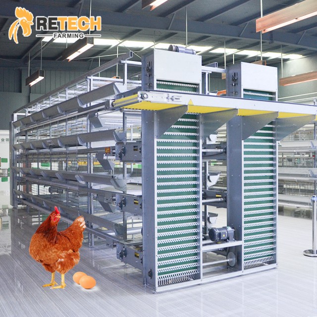 Efficient Broiler Chicken Farming Equipments - Wholesale Options