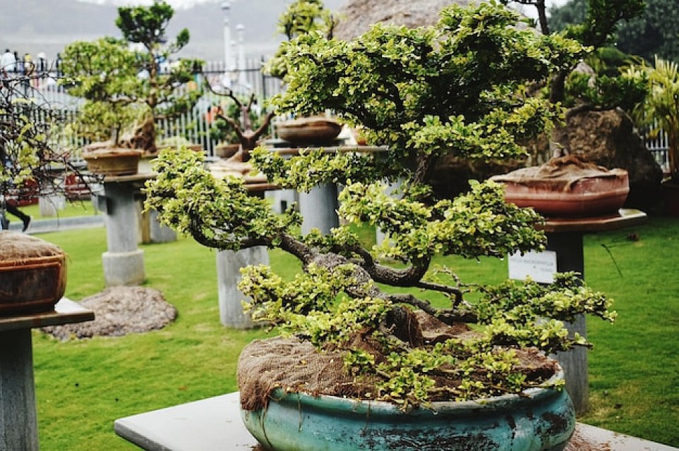 Indo Cipanas Bonsai