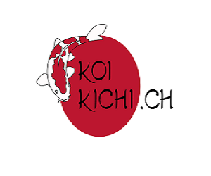 Koi Kichi