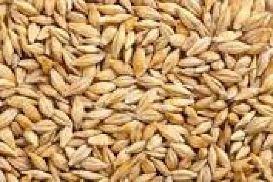 Barley, Millet, Sorghum