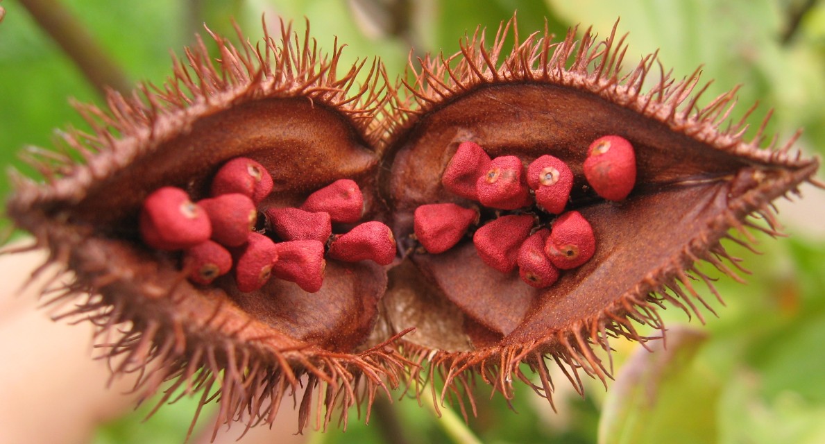 Buy Requirement for Annatto Powder