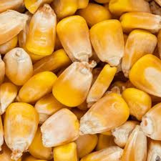 RFQ for Yellow Corn Maize