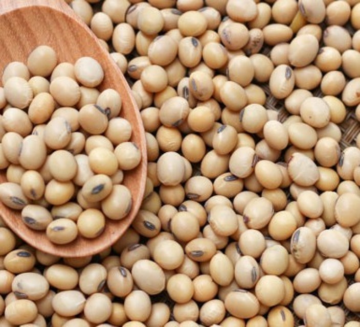 Non-Gmo Soybean