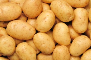 High Quality Large Round Potato (Export Quality)