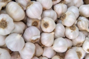Garlic at wholesale price