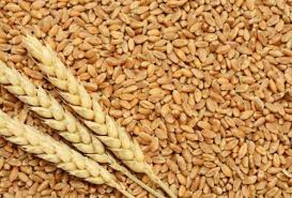 Wheat, Corn, Milk Powder, Rice